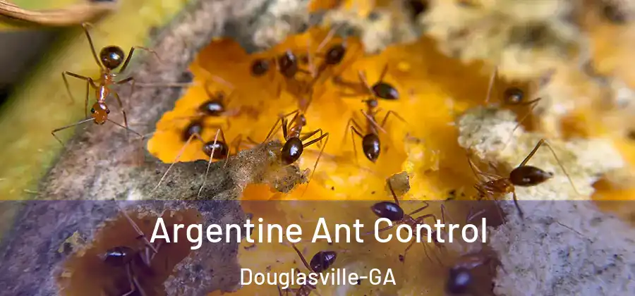 Argentine Ant Control Douglasville-GA