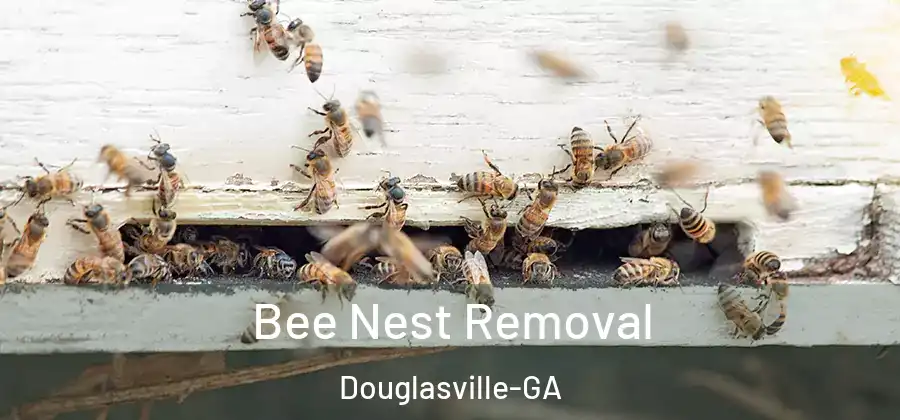  Bee Nest Removal Douglasville-GA