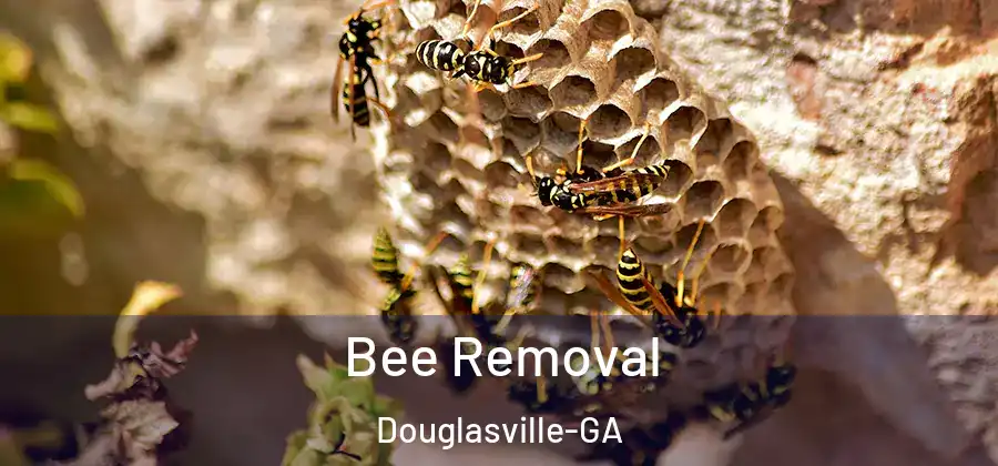  Bee Removal Douglasville-GA