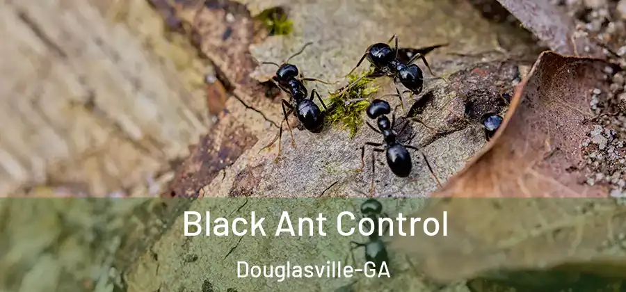  Black Ant Control Douglasville-GA