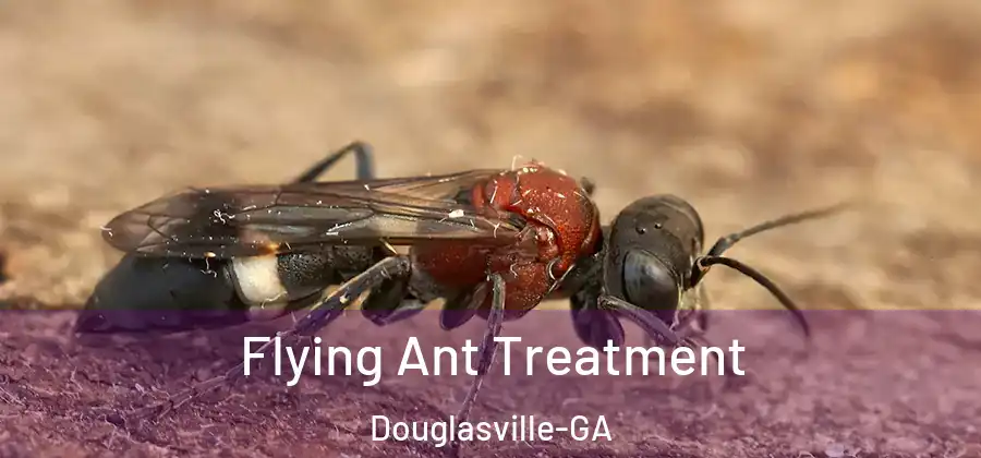  Flying Ant Treatment Douglasville-GA