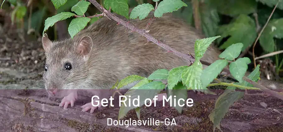  Get Rid of Mice Douglasville-GA