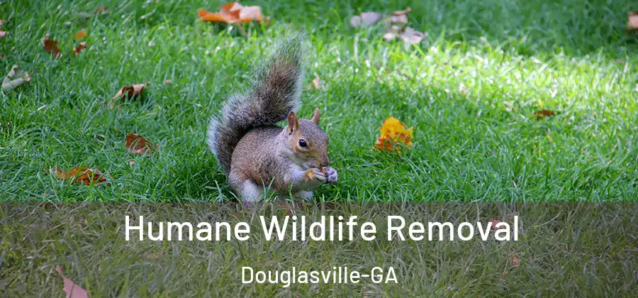 Humane Wildlife Removal Douglasville-GA