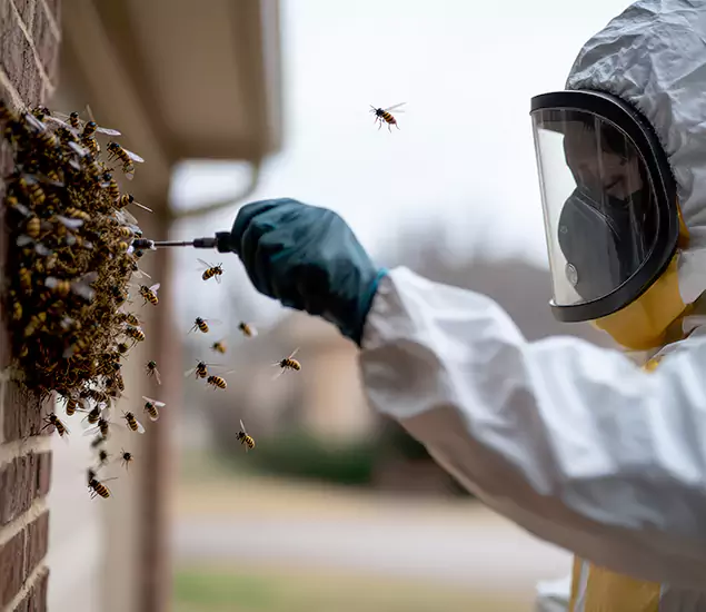 Your Bee Removal Company in Douglasville, GA
