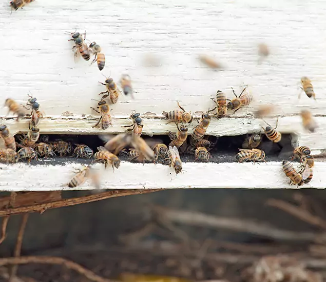 Trusted Termite Exterminator Experts You Can Rely On in Douglasville, GA