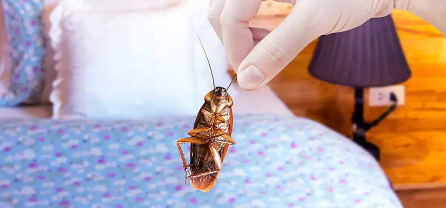 Fast Roach Elimination in Douglasville