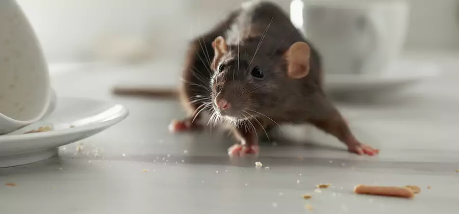 Rodent Feces Removal in Douglasville
