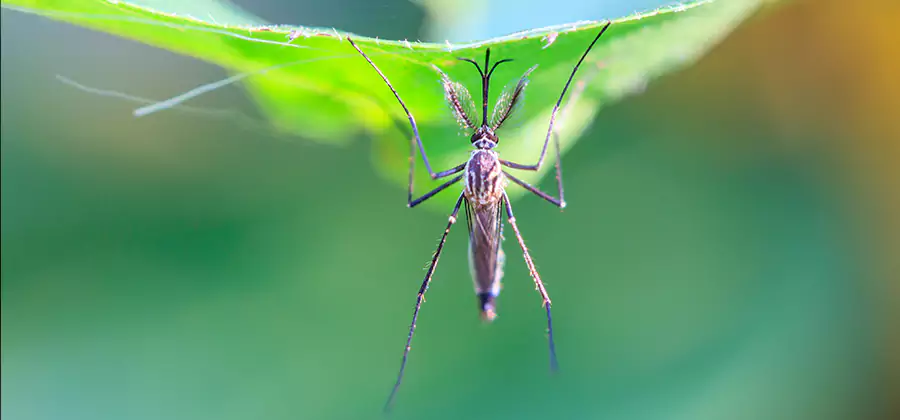 Pest and Mosquito Control for Yard and Patio in Douglasville