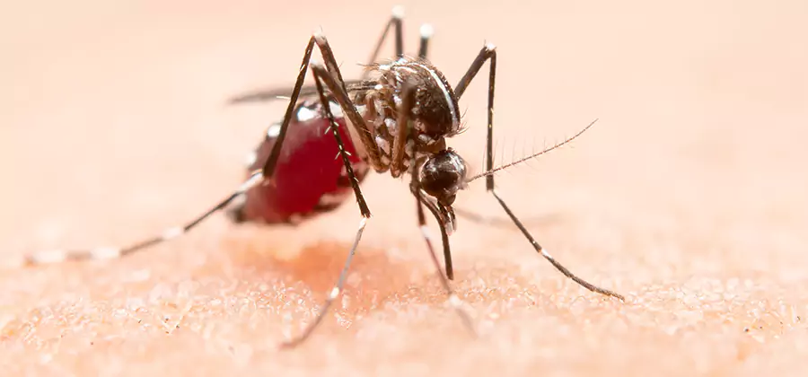 Pond Mosquito Control and Water Treatment in Douglasville