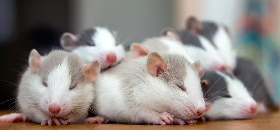 Douglasville Pet Safe Mice Control