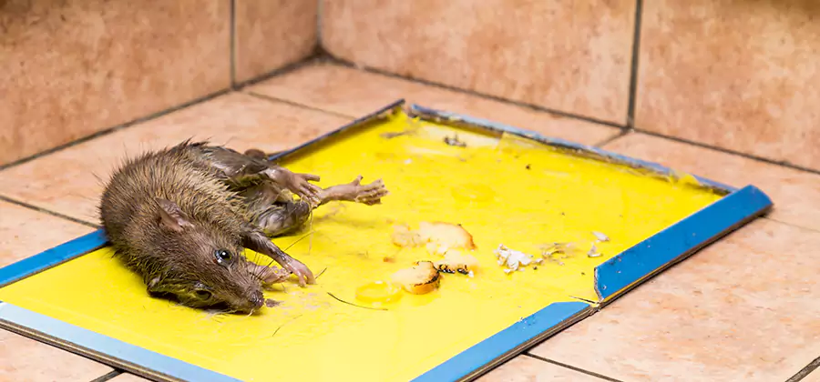 Mouse and Rat Control in Douglasville