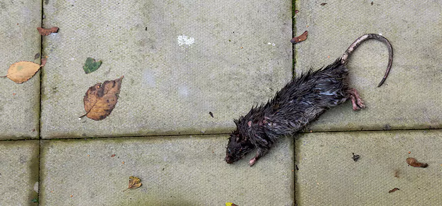 Rodent inspection service in Douglasville
