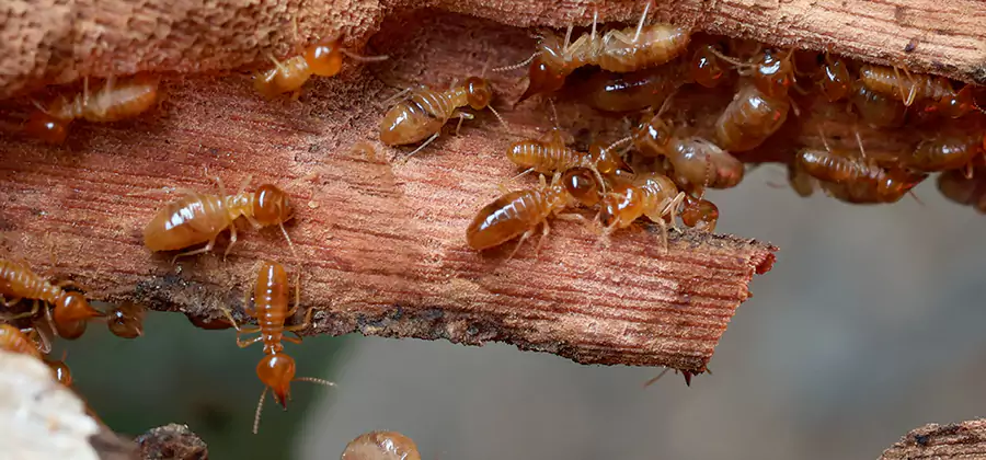 Wood Preservation Termite Treatment in Douglasville