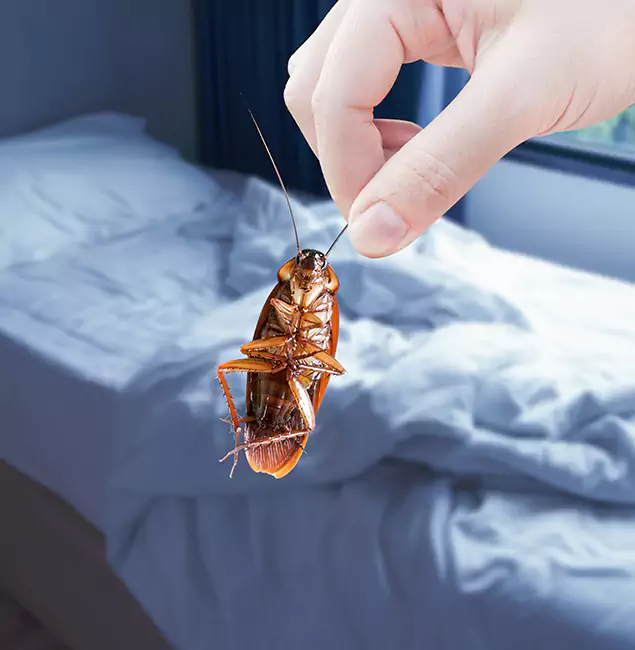 Why Choose Douglasville Pest Control Pro for Bed Bug Extermination in Douglasville, GA?