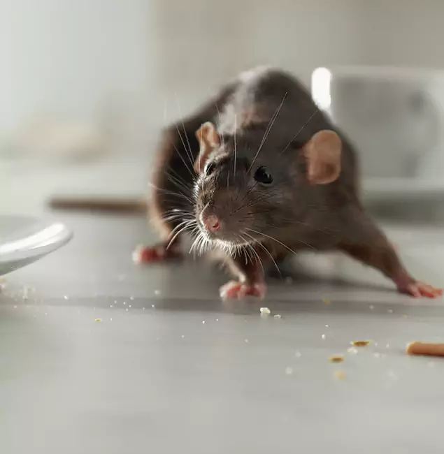 Why Douglasville Homeowners Choose Douglasville Pest Control Pro for Mice Control?