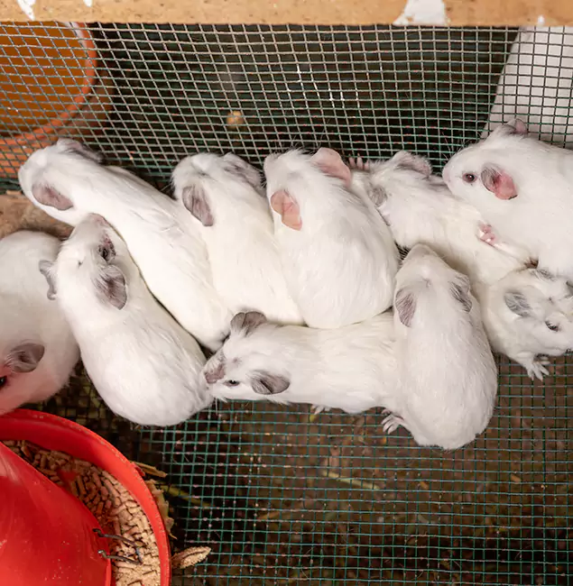 Why Choose Douglasville Pest Control Pro for Rat Infestation in Douglasville, GA?