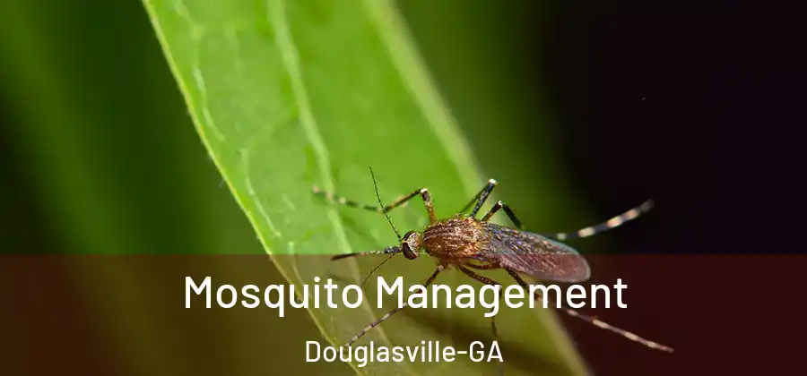 Mosquito Management Douglasville-GA