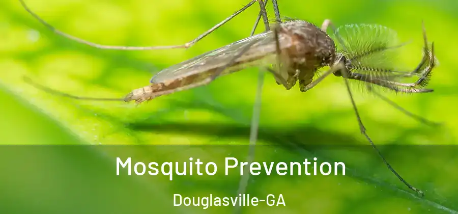 Mosquito Prevention Douglasville-GA