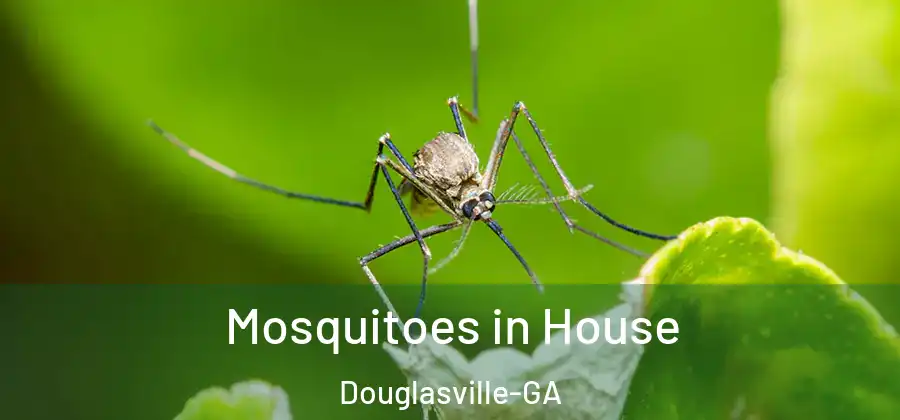 Mosquitoes in House Douglasville-GA
