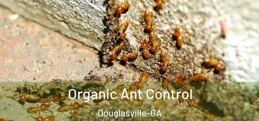 Organic Ant Control Douglasville-GA