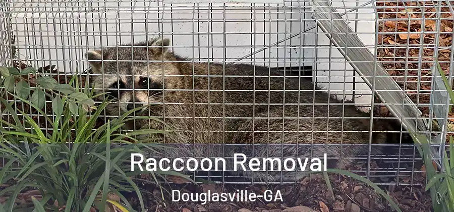  Raccoon Removal Douglasville-GA
