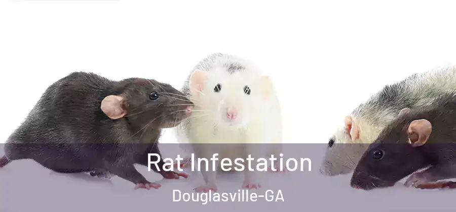  Rat Infestation Douglasville-GA