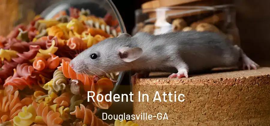  Rodent In Attic Douglasville-GA
