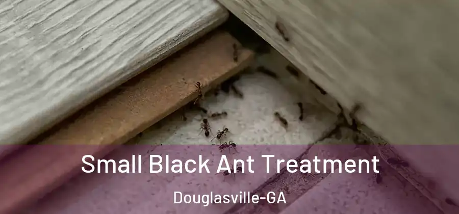  Small Black Ant Treatment Douglasville-GA