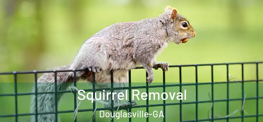  Squirrel Removal Douglasville-GA