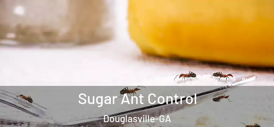  Sugar Ant Control Douglasville-GA