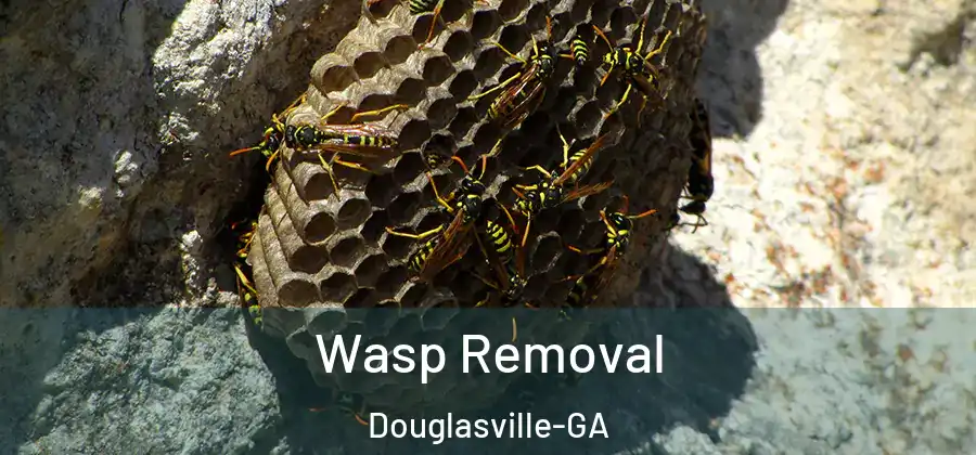  Wasp Removal Douglasville-GA